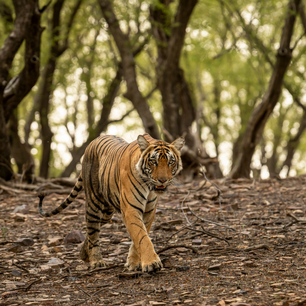 Ranthambore 